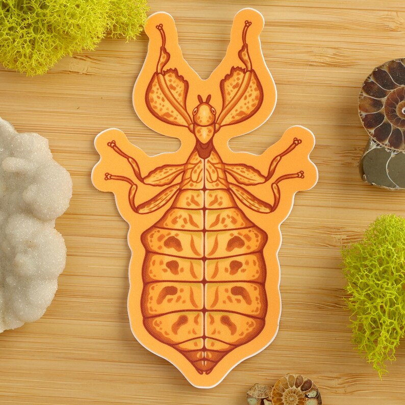 Yellow Leaf Insect Sticker / Insect Sticker / Entomologist / Entomology ...