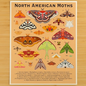 North American Moths Print / Naturalist Poster / Entomology / Wall Art