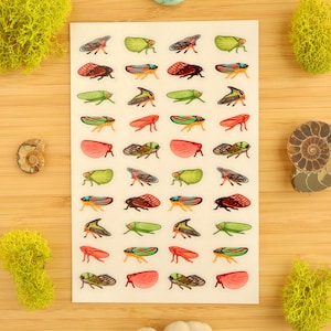 Hoppers Clear Vinyl Sticker Sheet  / Insect Stickers / Entomologist / Entomology / Vinyl Stickers / Bug Stickers