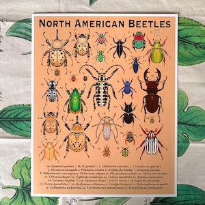 North American Beetles Print