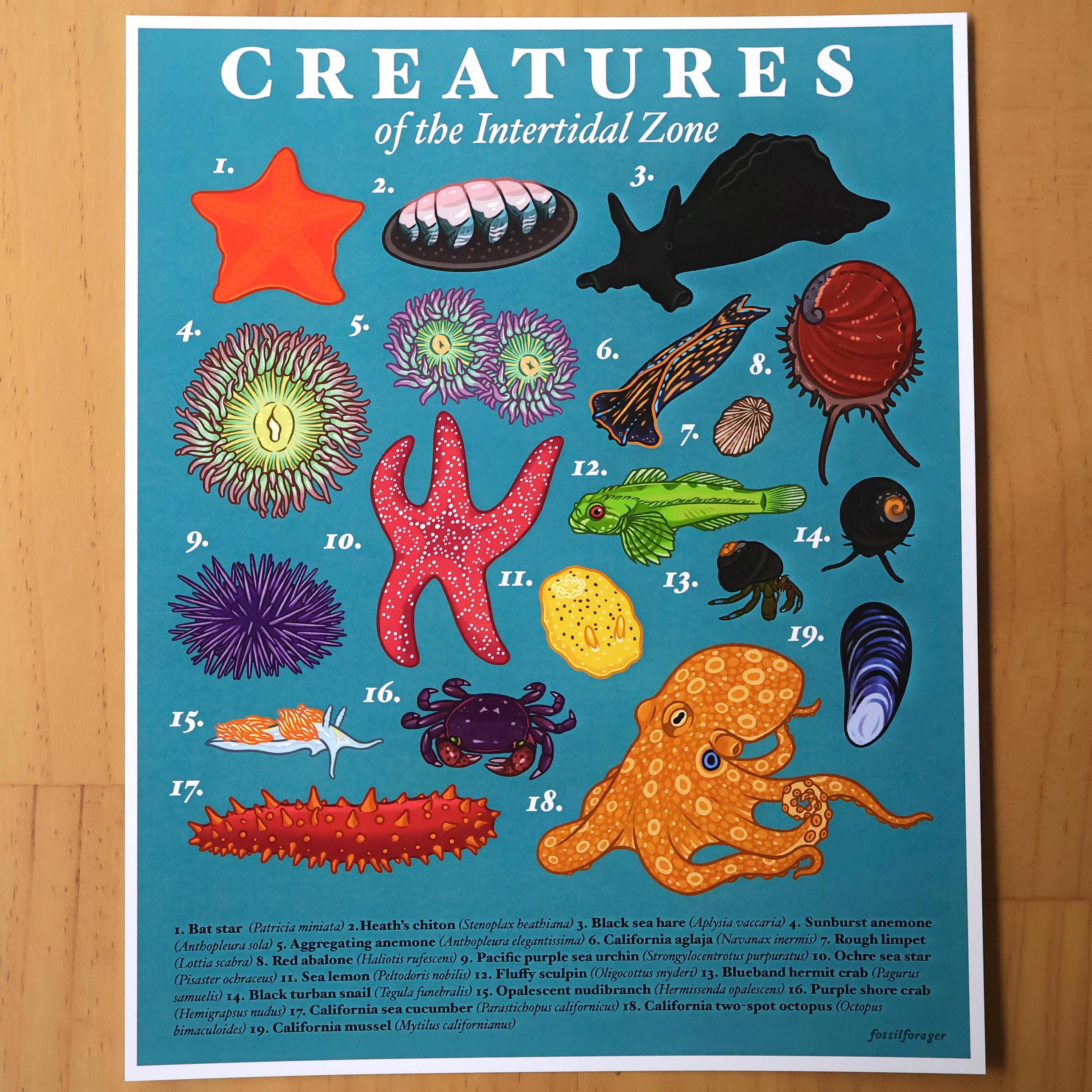 Creatures of the Intertidal Zone Print / Naturalist Poster / Ecology ...