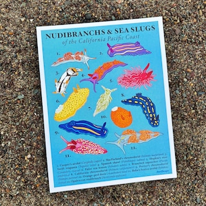Nudibranchs of the California Coast Print / Naturalist Poster / Ecology / Wall Art