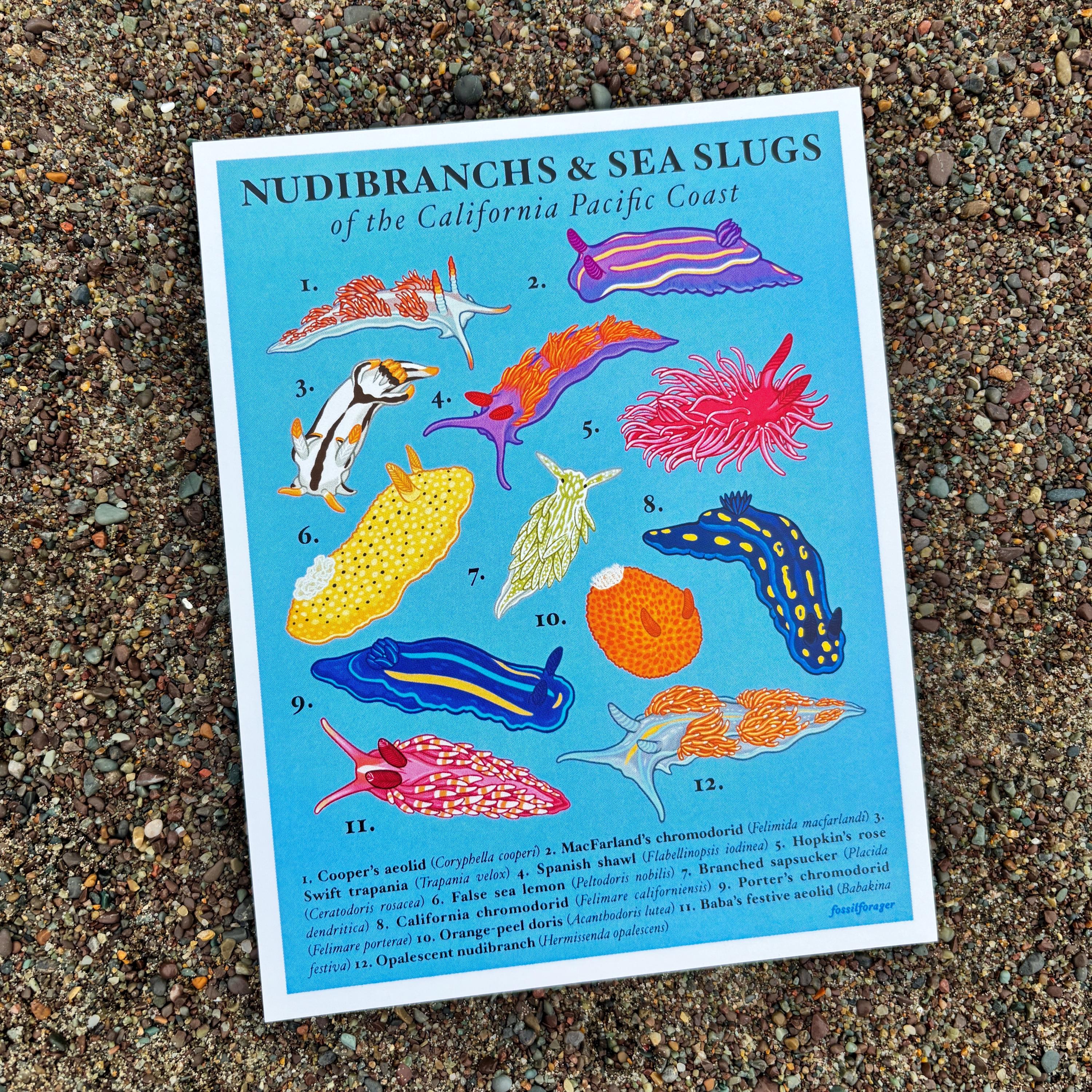 Nudibranchs of the California Coast Print / Naturalist Poster / Ecology ...