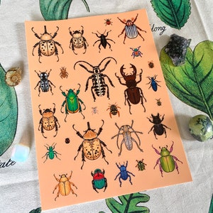 North American Beetles Sticker Sheet