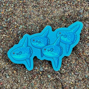 May include: A sticker featuring four blue ocean sunfish with white spots and fins. The sticker has a light blue outline and the text "fossilforager" in the upper right corner. The sticker is on a background of sand and small pebbles.