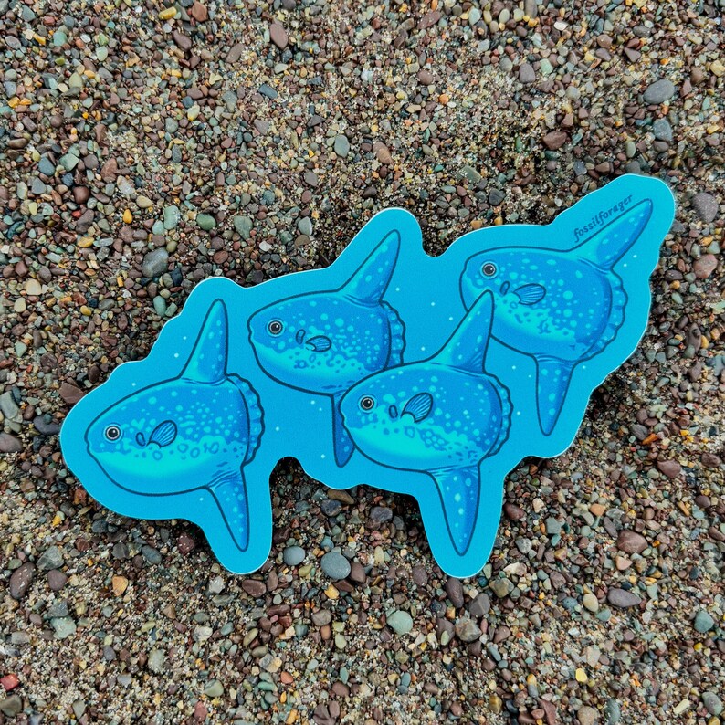 May include: A sticker featuring four blue ocean sunfish with white spots and fins. The sticker has a light blue outline and the text "fossilforager" in the upper right corner. The sticker is on a background of sand and small pebbles.