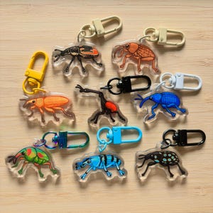 Mystery Mini Weevil Acrylic Keychain / Insect Charm / Accessory