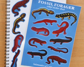 Salamanders of California Sticker Sheet / Amphibians / Newt / Herpetology / Herpetologist / Ecology
