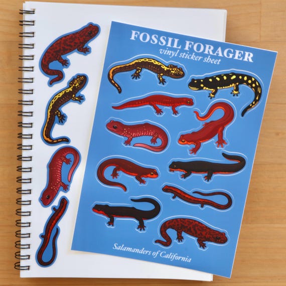 Salamanders of California Sticker Sheet / Amphibians / Newt / Herpetology / Herpetologist / Ecology