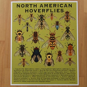 May include: A green poster titled "NORTH AMERICAN HOVERFLIES" features detailed illustrations of various hoverfly species. Each insect is labeled with its common and scientific name, showcasing a range of colors and patterns, perfect for entomology enthusiasts.