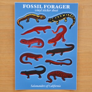 Salamanders of California Sticker Sheet / Amphibians / Newt / Herpetology / Herpetologist / Ecology immagine 2