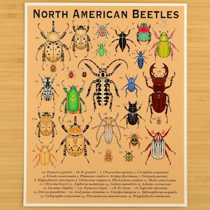 North American Beetles Print / Naturalist Poster / Entomology / Wall Art