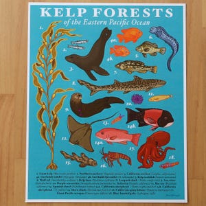 Kelp Forests of the Eastern Pacific Print / Naturalist Poster / Ecology / Wall Art