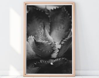 Succulent Print, Black and White Nature, Nature Photography, Cactus Print, Nature Wall Art, Black and White Print