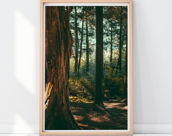 Forest Light Print, Tongass National Forest Alaska, Woodsy Wall Art, Landscape Photography, Nature Photography, Nature Trail Print