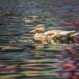 Mallard Fotodruck, 5x7 Zoll