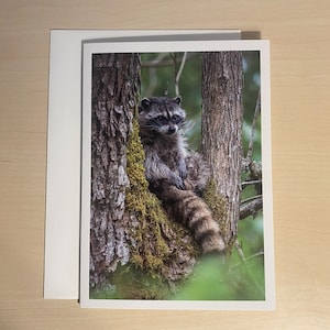 Wildlife Waschbär Grußkarte und Umschlag (innen leer)