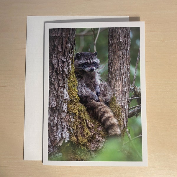 Wildlife Raccoon Greeting Card and Envelope (blank inside)