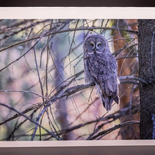 Great Gray Owl Wildlife Greeting Card