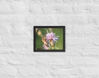 Honey Bee Framed Poster