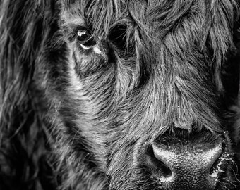 Highland Coo Print