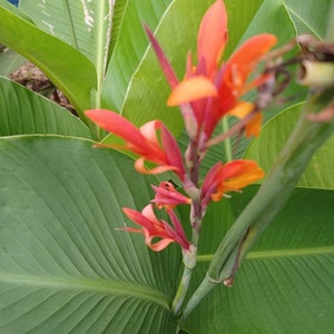 以下が含まれることがあります： 大きな緑の葉を背景に、鮮やかなオレンジと赤のカンナの花が咲いている様子のクローズアップ。
