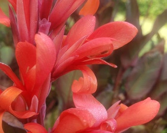 Canna lily Home garden Orange red  Canna Lily Bulbs Flowers. (3) Bulbos de coyoles anaranjados (3)