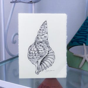 Beach Sea-Shell Ink Illustration for an Ocean-Themed Home || Hand-Drawn & Signed by the Artist