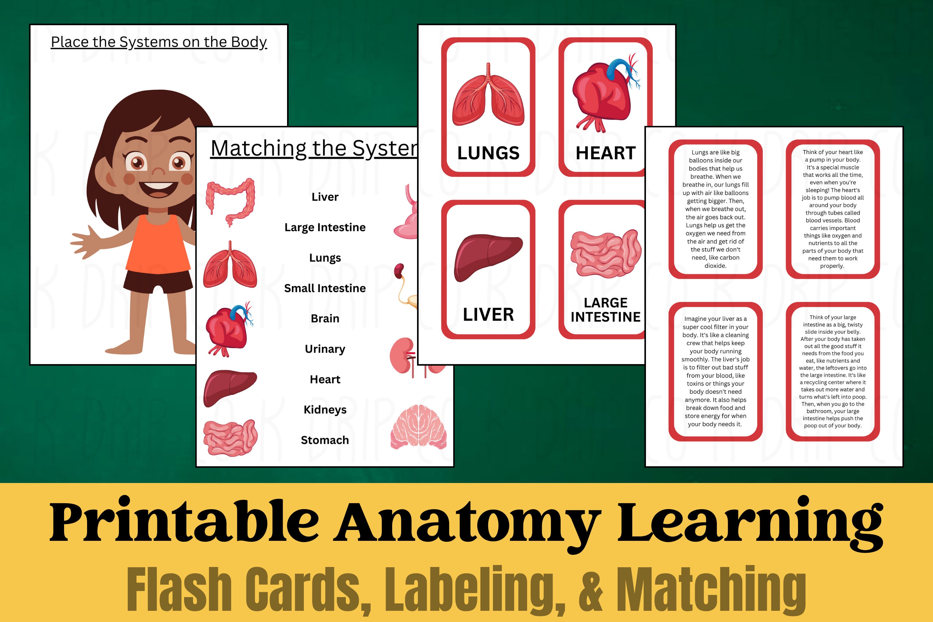 Kids Fun Anatomy Learning, Educational Anatomy Resources, Kids Anatomy ...