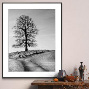 May include: A black and white photograph of a lone tree on a hill with a path leading away from it. The path is covered in frost and the sky is cloudy.