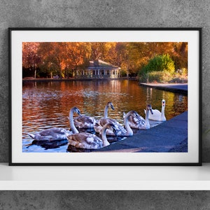 Poster fotografico stampabile Dublino Irlanda - Stephens Green Swans - Digital Download Wall Art