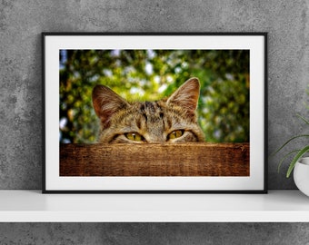 Printable Animal Photography Poster - Curious Tabby Cat in a Box - Digital Download Wall Art