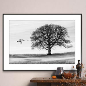 May include: A black and white photograph of a lone tree with bare branches in a field. A white swan flies in the distance to the left of the tree. The image is framed in a black frame.