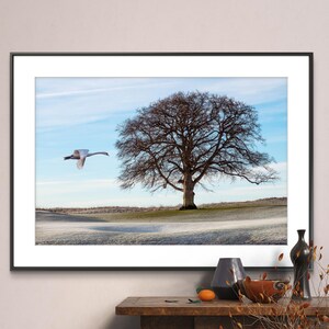 May include: A black framed picture of a lone tree with bare branches in a field with a white swan flying in the sky. The background is a blue sky with white clouds. The field is covered in frost.