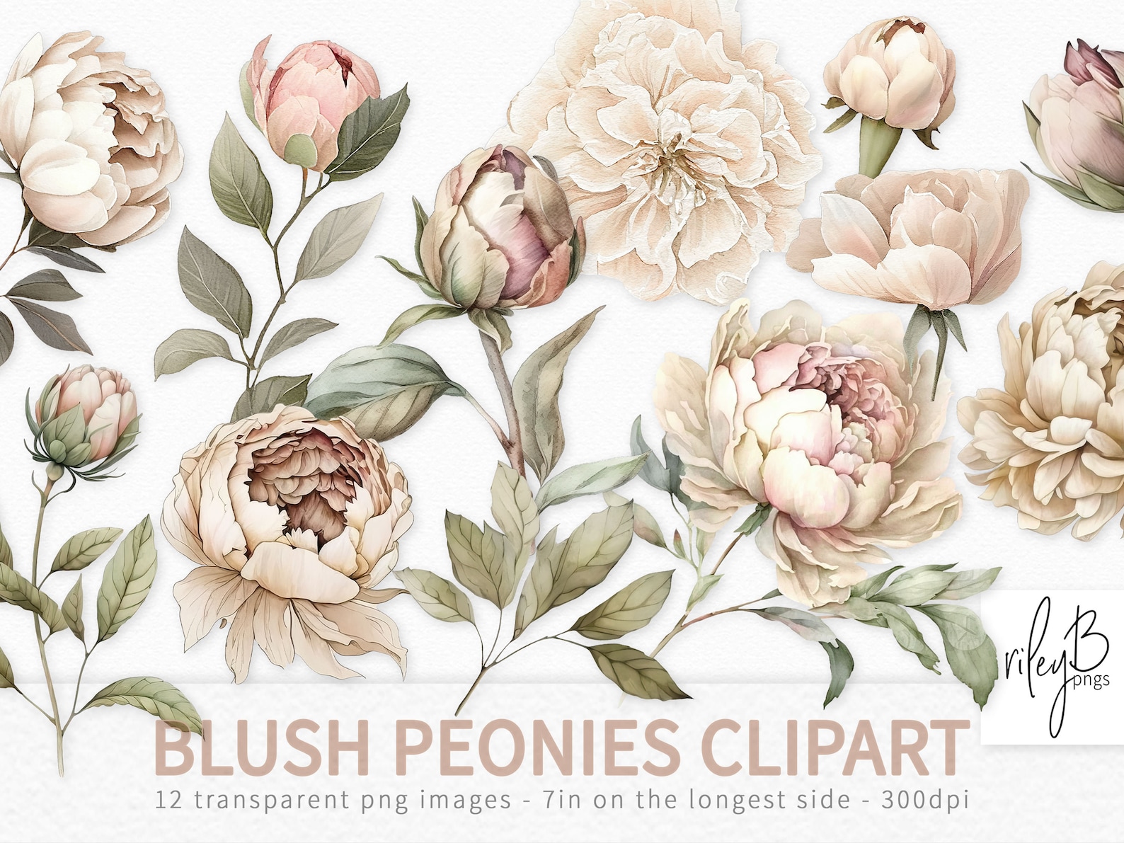 Blush Peonies Clipart - Watercolor Peony Pngs - Peony Clipart Pngs on ...