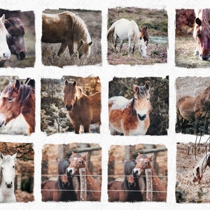 Horse Watercolor PNGs - Digital Watercolors of Horses - Wild Horses - Horse Backgrounds - Sublimation Horses - Fall and Winter Horses Images