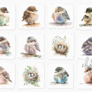 Baby Bird Watercolors on White Backgrounds - Digital Baby Chicks - Fluffy Baby Birds Background - Pastel Bird Watercolors - Bird Sublimation