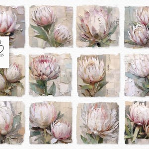 Collages PNG de Protea - Pétales de rose et de crème - Calques de papier vintage - Capitules de fleurs picturales - Découpes botaniques douces - Proteas rustiques