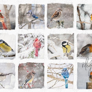 Snowy Birds Aquarelle numérique PNG - Oiseaux d'hiver - Fond d'oiseau d'hiver - Aquarelles de neige - Oiseaux de sublimation - Oiseaux dans la neige d'hiver