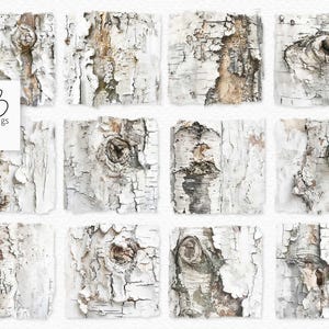 May include: A collection of twelve square digital art pieces featuring birch tree bark. The bark has a white and brown color scheme with visible knots and peeling textures. The Riley B pngs logo is in the upper left corner.