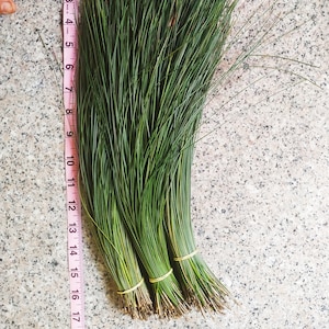 2 lb-Fresh Long Organic Ponderosa Pine Needles