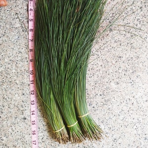 2 lb-Fresh Long Organic Ponderosa Pine Needles