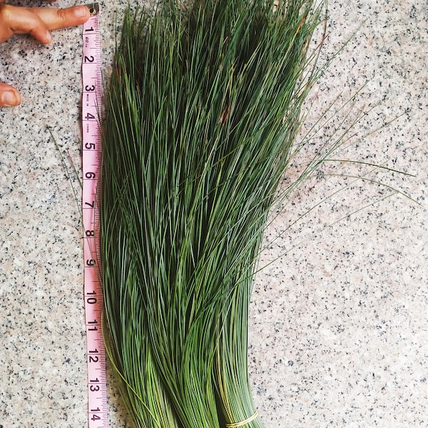 1 lb Fresh Long Organic Ponderosa Pine Needles