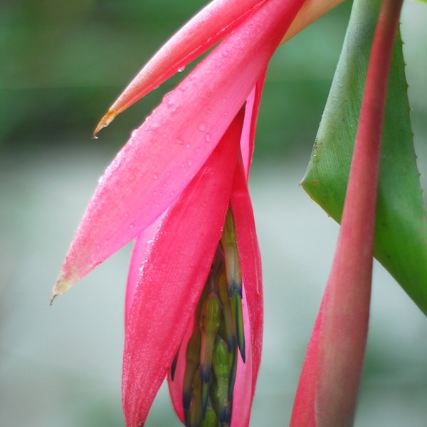 Queens Tears-Billbergia Nutans-Organic Tropical Flowering Plant