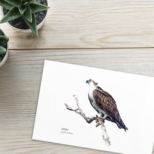 Osprey Bird Art Printed Standard Postcard