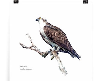 Osprey Bird Wall Art Poster
