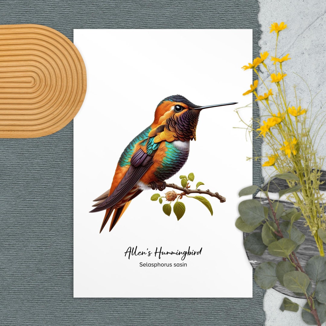 Illustrated Allen's Hummingbird Postcard in Vibrant Orange and Green ...
