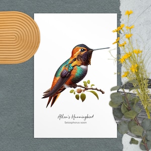 Illustrierte Allen's Kolibri Postkarte in leuchtendem orange und grün für Naturliebhaber und Hobbyisten als Vogelgeschenk und Vogelbeobachter