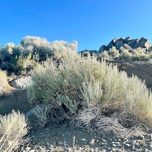 Fresh or Semi-Dried Big Sagebrush &#39;Artemisia Tridentata&#39; Clippings | Fresh Stems Bundle | Big Sagebrush Farm