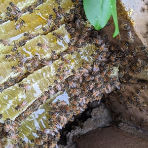 May include: A close-up of a honeycomb with a large number of bees clustered around it. The honeycomb is filled with golden honey and the bees are busy working.